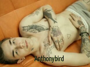 Anthonybird