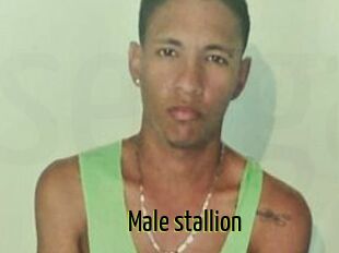 Male_stallion